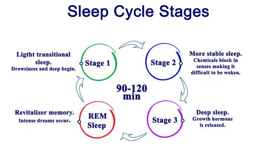 Les cycles du sommeil