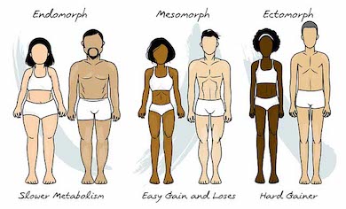 Les différents morphotypes en musculation