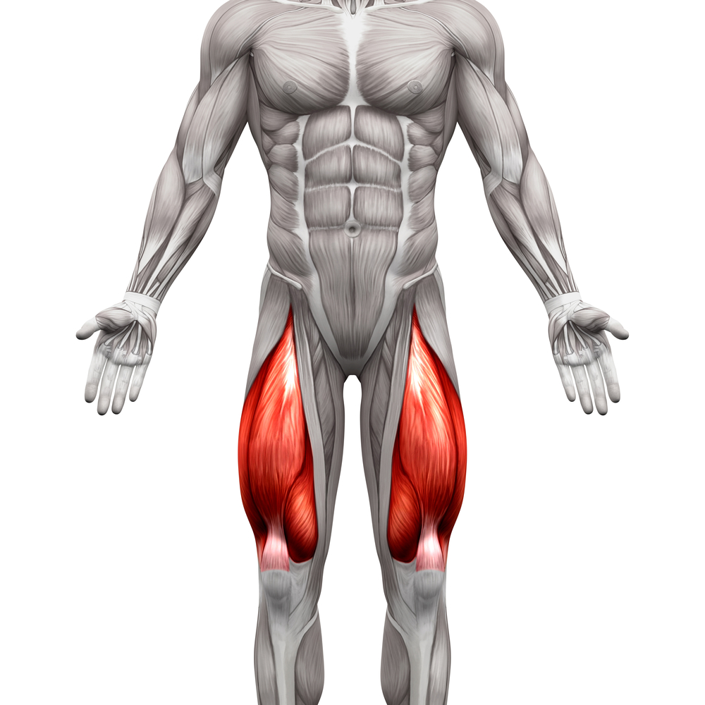 Les muscles quadriceps