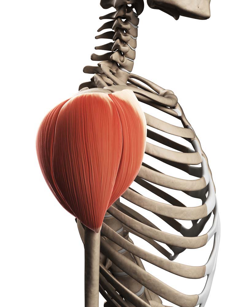 Anatomie des épaules