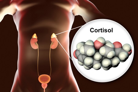 Le cortisol dans le sang