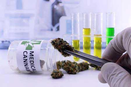 La recherche sur le cannabis thérapeutique