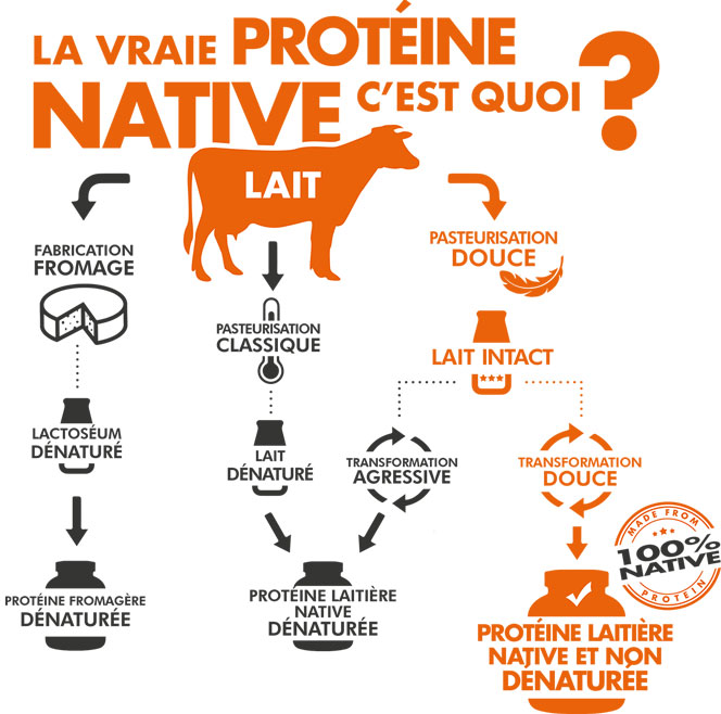 La vraie protéine native, c'est quoi ?